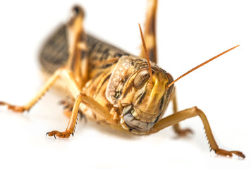 Schistocerca gregaria - the desert locust - food insects