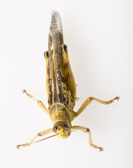 Schistocerca gregaria - the desert locust - food insects
