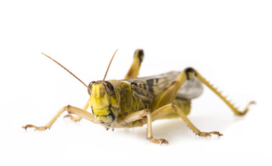 Schistocerca gregaria - the desert locust - food insects