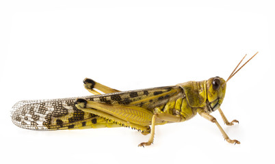 Schistocerca gregaria - the desert locust - food insects