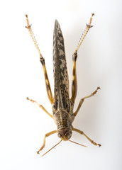 Schistocerca gregaria - the desert locust - food insects