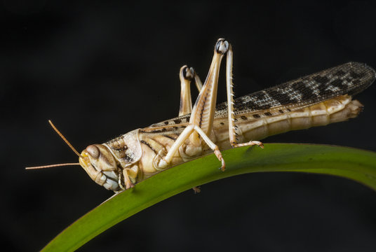 Schistocerca gregaria - the desert locust - food insects