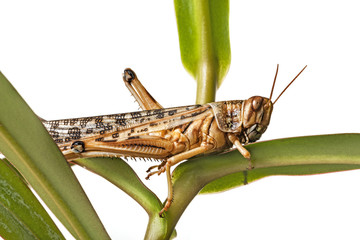 Schistocerca gregaria - the desert locust - food insects