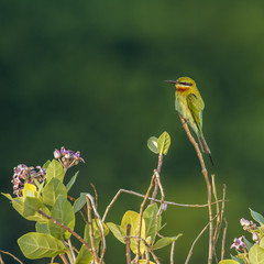 Green bee-eater in Kalpitiya, Sri Lanka
