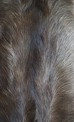 The surface of the skins of reindeer brown closeup