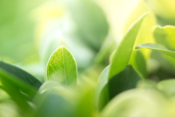 Closeup macro of green leaf in rain forest show textured of the