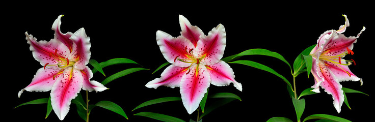 Three elegant spotted pink lily flowers © rvo233
