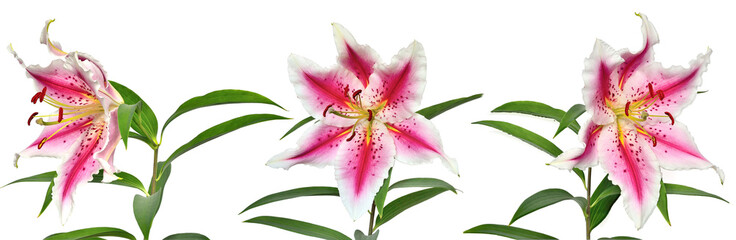 Three elegant spotted pink lily flowers