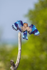 Indian roller in Kalpitya, Sri Lanka
