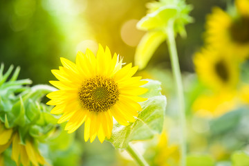 Sunflower, nature with copy space using as background or wallpap