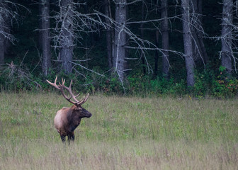 Bull Elk in Field with Copy Space Right