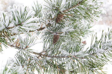 Fir branch with hoarfrost on a white background