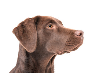 Isolated image of a brown female labrador retriever - obrazy, fototapety, plakaty