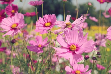 Fototapeta premium Cosmos flowers at beautiful in the garden.