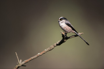 Mito (Aegithalos caudatus)