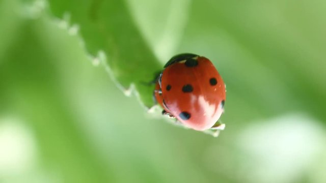 extreme close up shot of Coccinellidae ladybug unrestrained mating