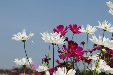 Cosmos flowers at beautiful in the garden.