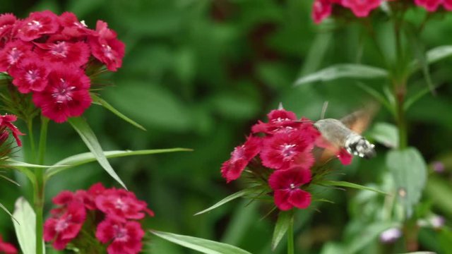 close up shot of a macroglossum stellatarum hummingbird hawk-moth sucking nectar