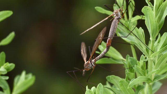 close up of crane flies mating