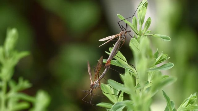 close up of crane flies mating