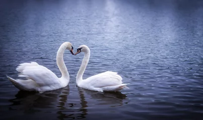Washable wall murals Swan Swans forming a heart shape with their necks