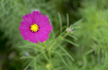 Pink cosmos 3