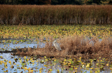 Great Blue Heron in a marsh in autumn
