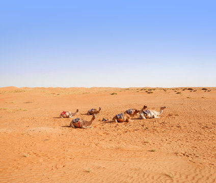 A herd of domestic camels in Wahiba desert, Oman
