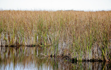 Marsh in autumn with reeds on a cloudy day