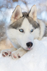 husky puppy with blue eyes lying © Olexandr