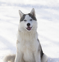 husky puppy with blue eyes