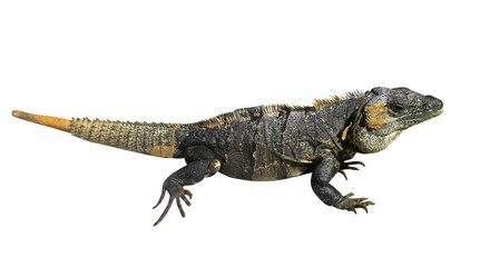 Portrait of big lizard on white
