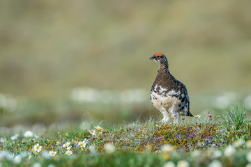 Male Rock ptarmigan in a summer dress on a background of green - 130910158