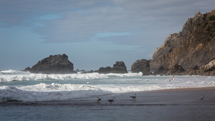 Fototapeta na wymiar Sea Gulls on Adraga beach (Praia da Adraga), Colares, Portugal