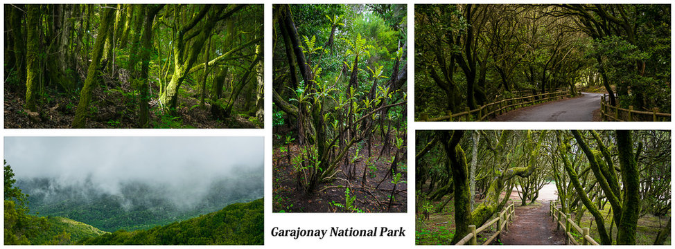 Postcard La Gomera Garajonay National Park