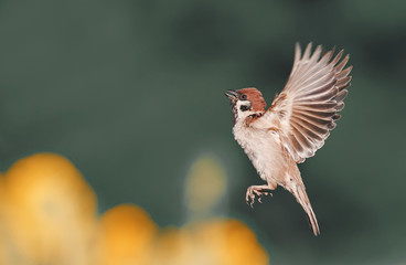 the bird flies up and straightened the feathers and wings