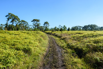 pathway in the green forest