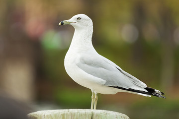 Portrait of a seagull 