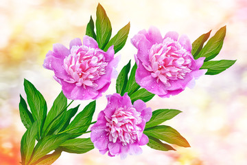 Bright colorful flowers peonies