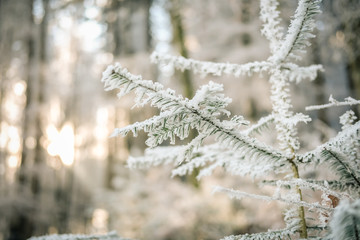 Winter Wald