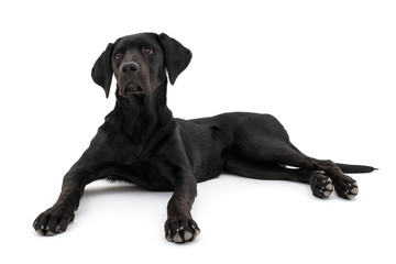 Obraz premium Isolated image of a black female labrador retriever