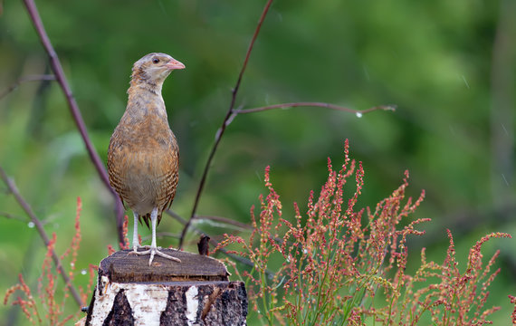 Corn crake posing on a stump