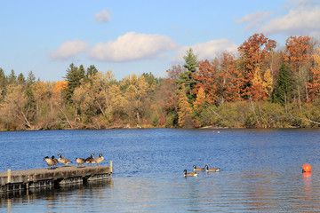 Obraz na płótnie Canvas Geese fall landscape