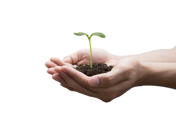 Hands holding green sapling lsolated on whiet background