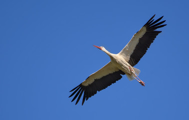 Fototapeta na wymiar White stork soaring in the blue sky