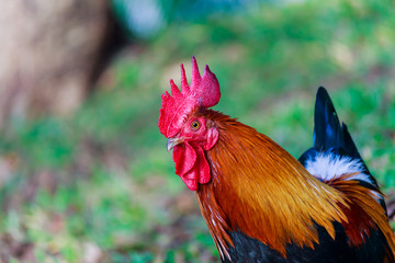 colorful rooster on green nature background