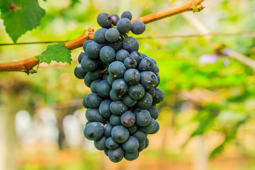  large bunches of red wine grapes hang from a vine, warm backgro