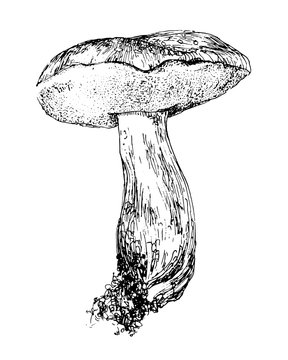 Vector mushroom hand drawn sketch illustration