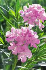 rosa Blumen mit schönem grün