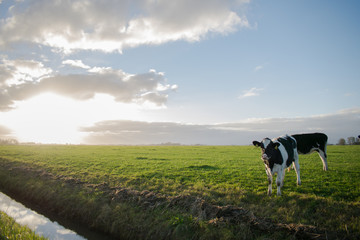 cows with bright sun